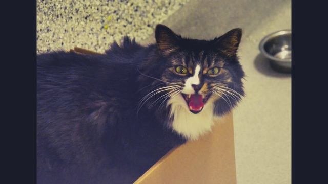 котики любят