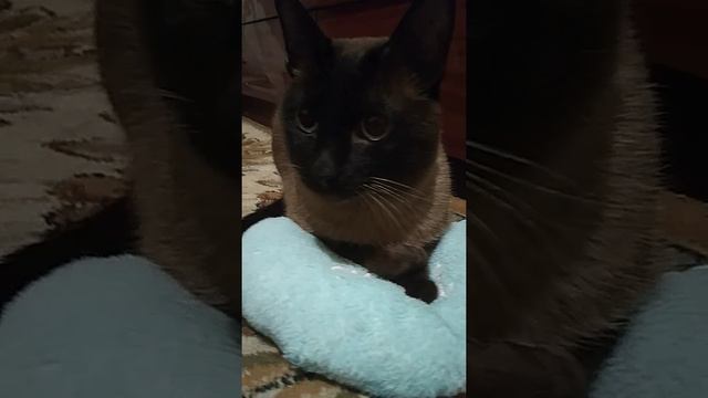 Смешные котики Ушастый кот релаксирует  Милый тайский котик
