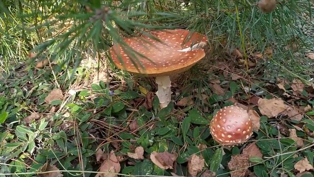 Польский лес ТИХАЯ ОХОТА ЗА ГРИБАМИ В ПОЛЬШЕ