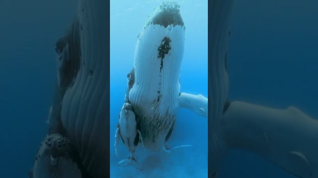 Самка горбатого кита с детенышем