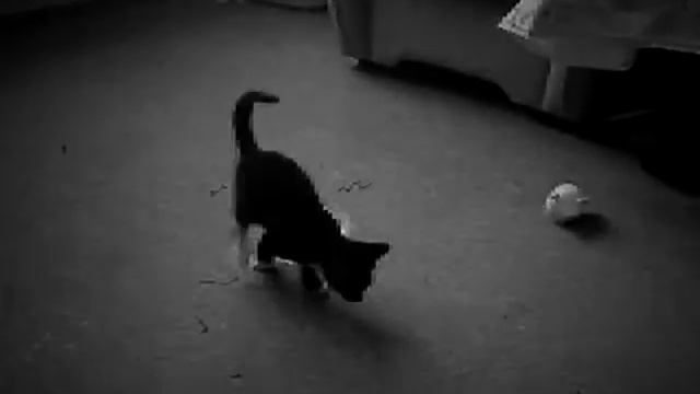 Cat games - part 1