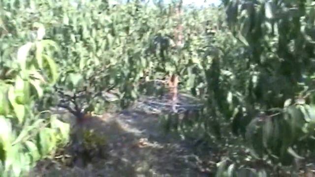 Когда обрезать персики/When to cut the peaches