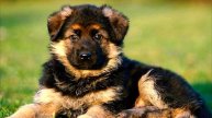 Ребенок принес домой щенка. Он заплакал, услышав решение родителей!