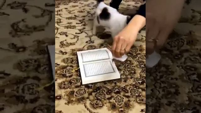 кот не наступает на Коран