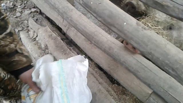 Анютино хозяйство