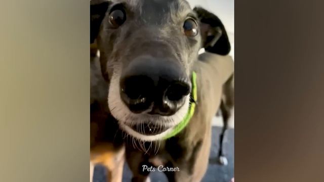 Trending Funny Animals ? Funniest Cats and Dogs ?? Part 36