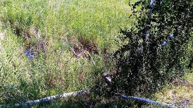 Бабер даёт работать.
