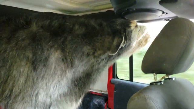 Gypsy and Freya in the jeep after having a bath. Irish Wolfhounds