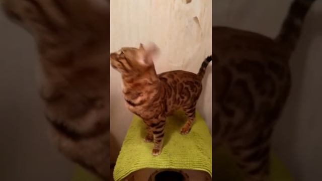 Бенгальские котята