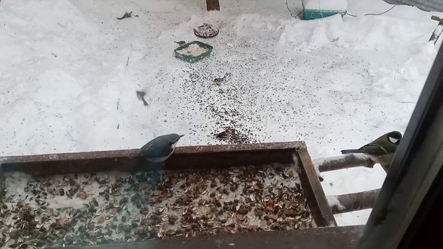 первый морозный день для диких животных.