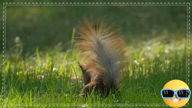 Happy animal moment: Cat, dog, duck, otter, cow, squirrel, otter Animal Sound