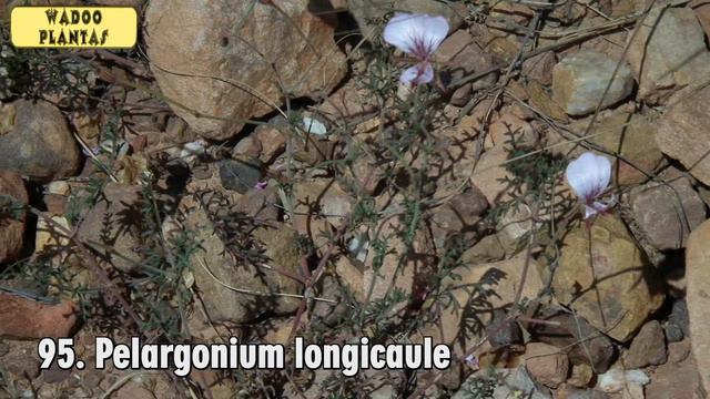 194 TIPOS DE GERANIO PELARGONIUM (Geranio, malva,pelargonio)