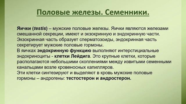 Ветеринарная анатомия. Яичники и семенники животных.