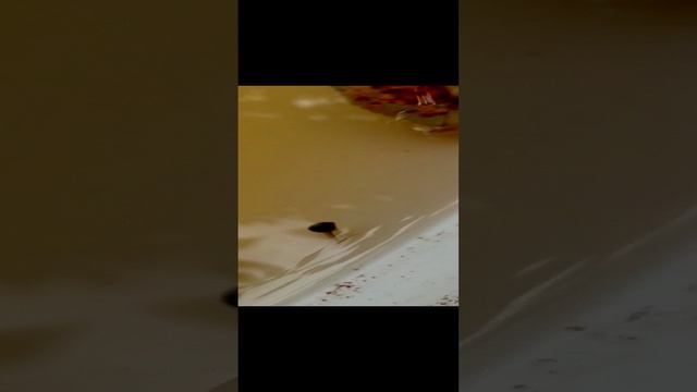 Головастики.3gp