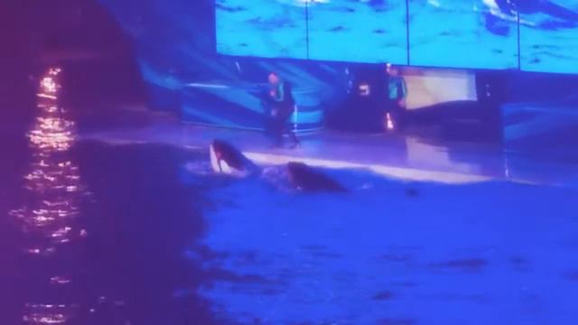 Shamu. Light up the night.