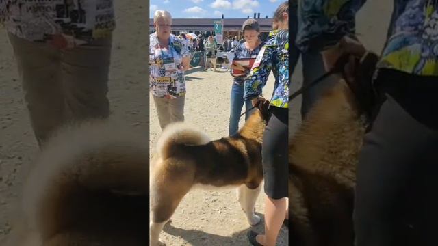 Выставка собак 🐕 Маркус в ринге 🏆, июнь 2024.