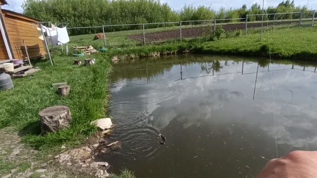 Мормышинг караси и Амур на домашнем пруду