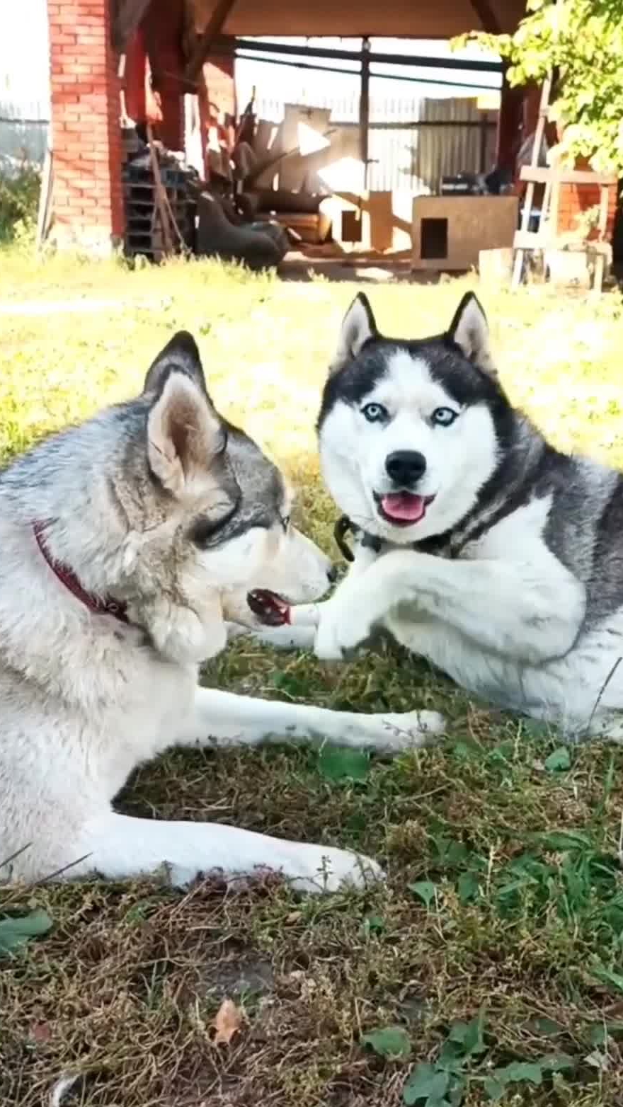 ХАСКИ пора на РАБОТУ 🐶🐶