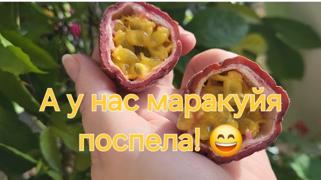 А у нас в Сибири маракуйя поспела!