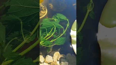 Золотые рыбки кометы едят крапиву