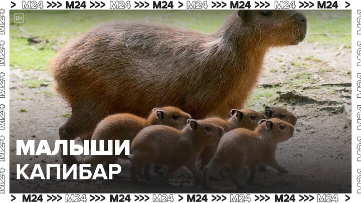 Два детеныша капибар родились в Московском зоопарке - Москва 24