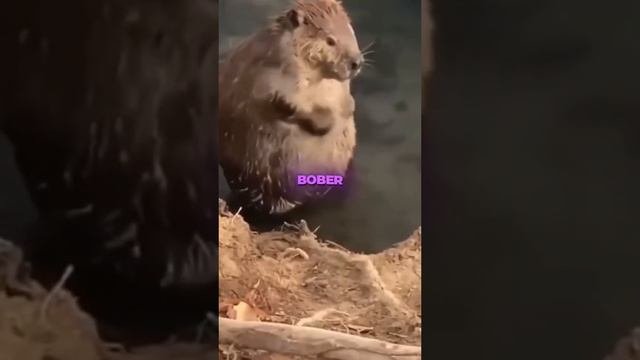 бобэр курва