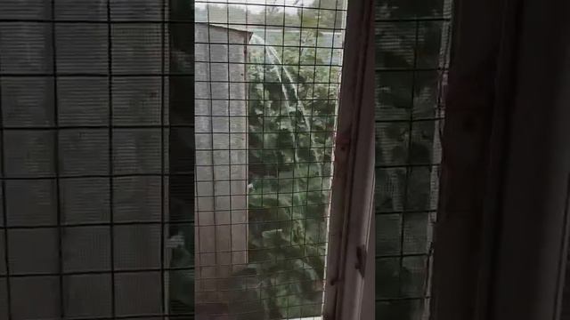 Такой ливень у нас за окном