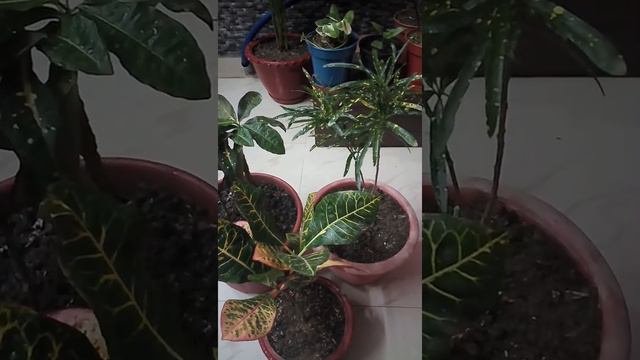 || ALL IMPORTANT INFORMATIONS ABOUT CROTON PLANT || LIFE LINE GARDEN ||