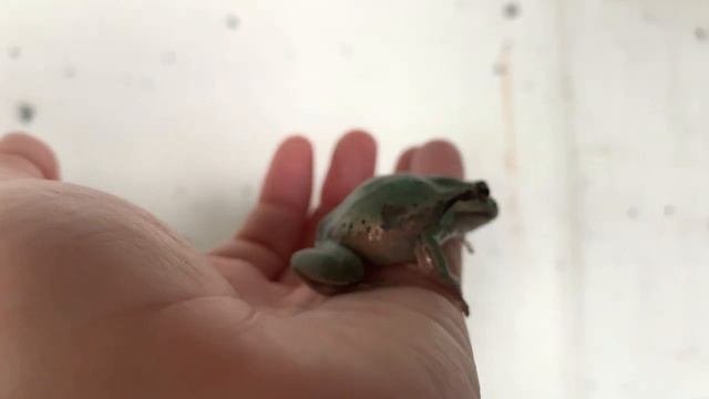 HYLA ARBOREA A CLOSER LOOK AT A TREE FROG 🐸💚🐸