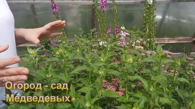 Как чувствует себя тысячелистник на второй год