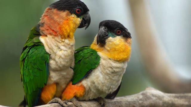 beautiful photo of a parrot Pionites (Белобрюхие попугаи)
