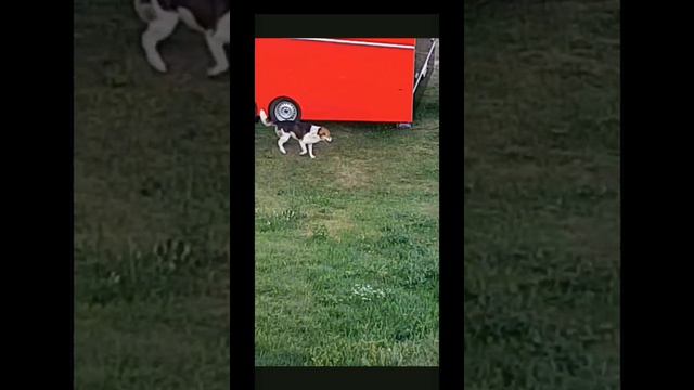 240709 Что делает собака Пёс поехал попой по траве