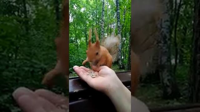 Белочка в Нескучном саду