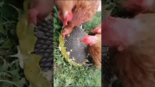 Курицы 🐔 любят ❤️ семечки 🌻