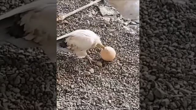 Стервятники – кушают страусиное яйцо.