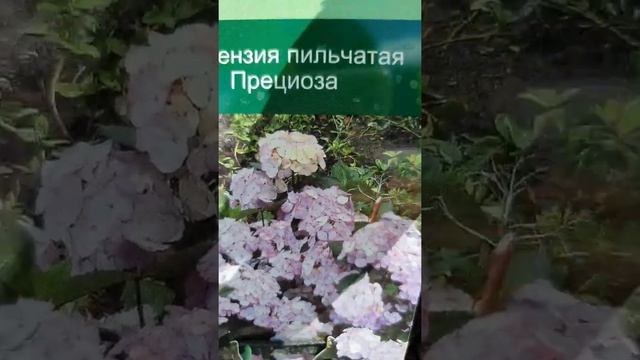 ГОРТЕНЗИЯ МЕТЕЛЬЧАТАЯ И ДРЕВОВИДНАЯ В Р9#РАСТЕНИЯВОРОНЕЖ #купитьгортензию #сортагортензий