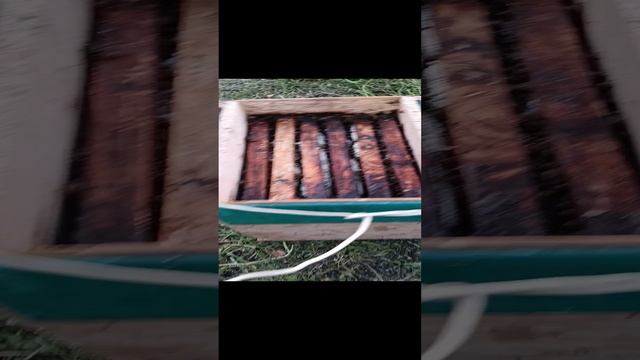 первый халявный рой