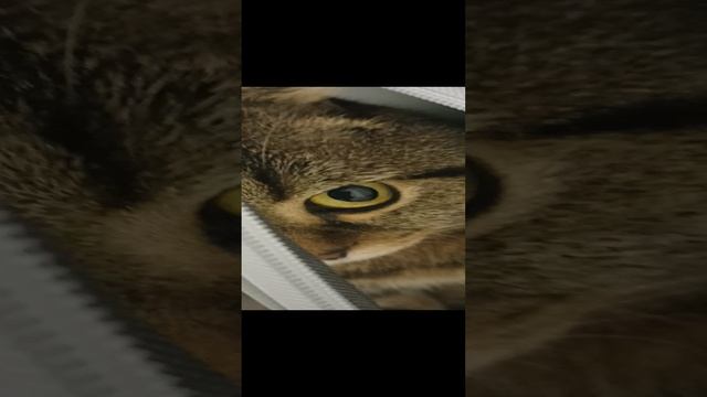 кот барон и переноска