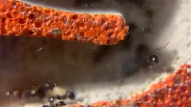 Мессор минор (Messor minor) переселены в пористый  формикарий.