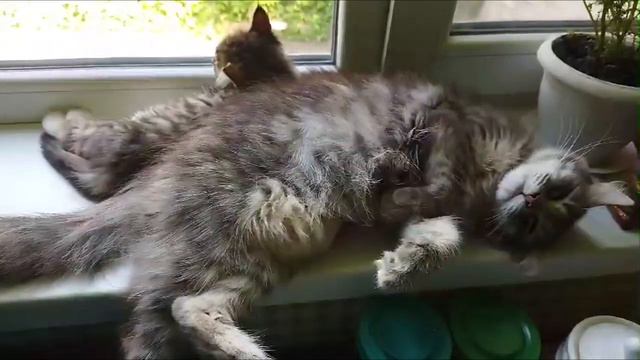 Подоконник-лучшее место для котов))) кошки / коты \ удивительные животные