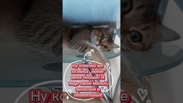 Любовь зла - полюбишь и кота!