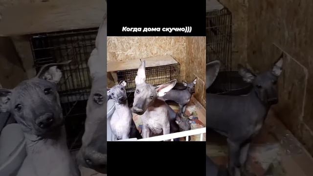 Ксолоитцкуинтли, размер стандартный. Питомник "Кинич Ахау".