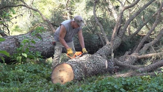 Coocheer 62cc Chainsaw Stihl  REVIEW  Win One Free