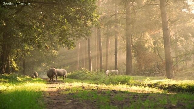 Woodland and Forest Ambience. Soothing Nature Relax Meditate Sleep Read Background Sounds.
