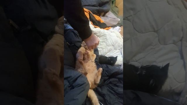 сколько съест кот колбасы