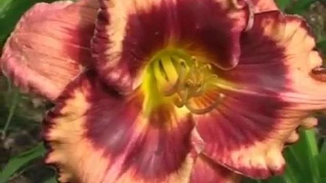 Лилейник daylily RUBY STORM