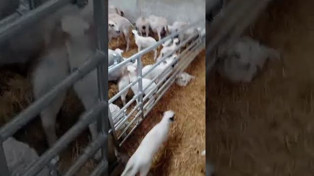 Оборудование для овец коз от Шипмастер- кормовая лента для овец и коз Javier Camara (Испания)