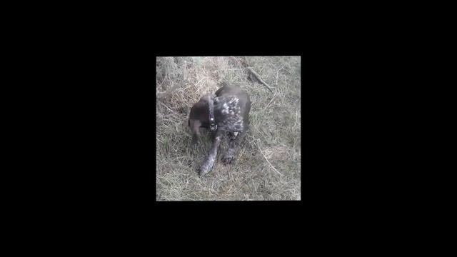 Охота с курцхааром Туманом