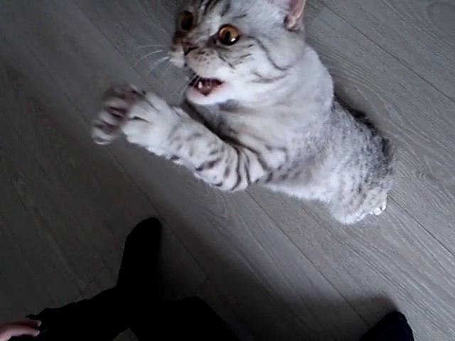 КОт 01 Slow-Mo