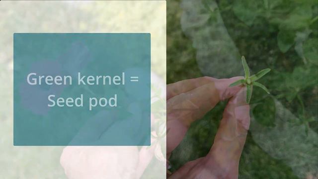 Petunias: How to Care for Them ... and Trim Off the Right Parts!